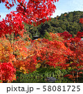 紅葉、京都、南禅寺、永観堂、禅林寺、赤、黄、背景、綺麗 紅葉、京都、南禅寺、永観堂、禅林寺、赤、黄、背景、綺麗 58081725
