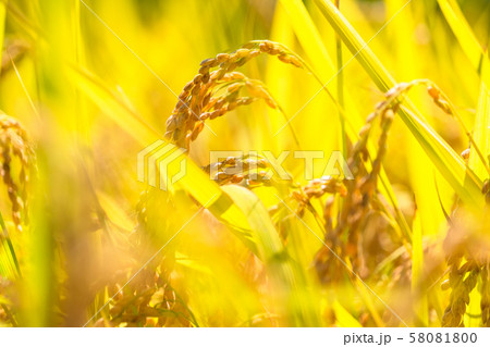 黄金の稲穂 58081800