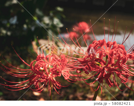 川岸の木洩れ日に咲く彼岸花 c-2 低彩度 暖色 川岸の木洩れ日に咲く彼岸花 c-2 低彩度 暖色 58082421