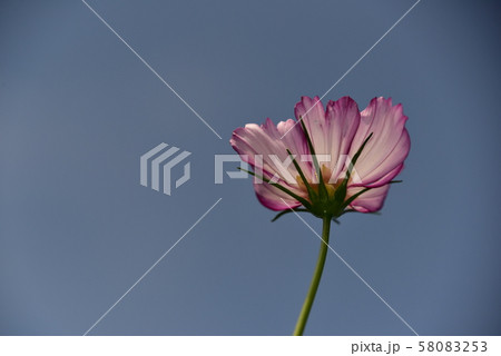 コスモスシルエット コスモスシルエット 58083253