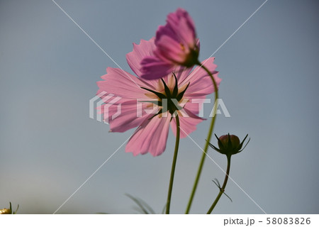 コスモスシルエット 58083826