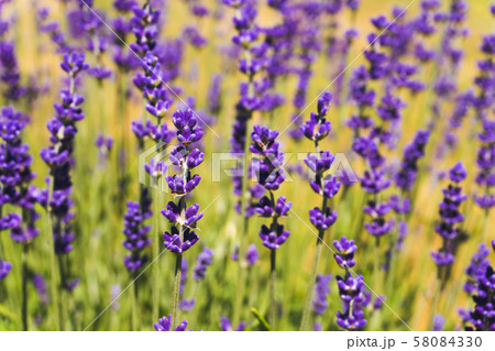 Flowers in the lavender fields in summer day 58084330