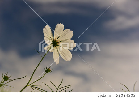 青空に咲く白コスモスの花 58084505