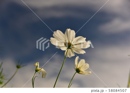 青空に咲く白コスモスの花 58084507