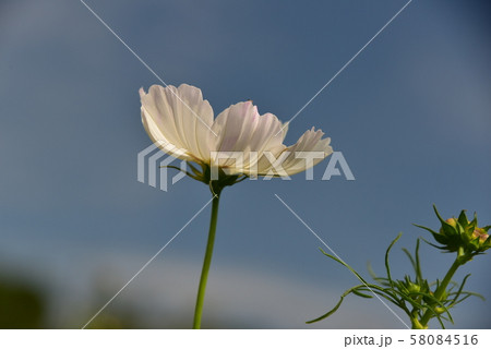 青空に咲く白コスモスの花 58084516