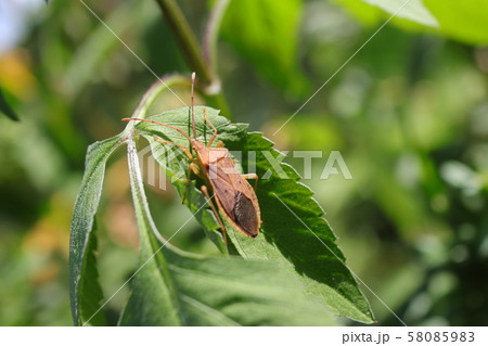 カメムシ カメムシ 58085983