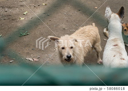 Group of stray dogs in Foundation Group of stray dogs in Foundation 58086018
