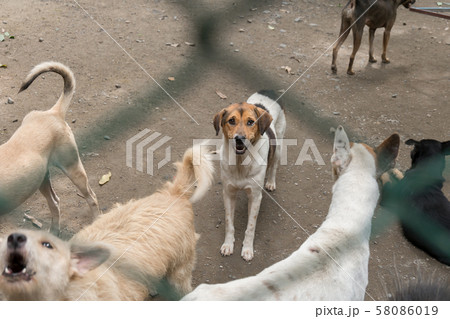 Group of stray dogs in Foundation 58086019
