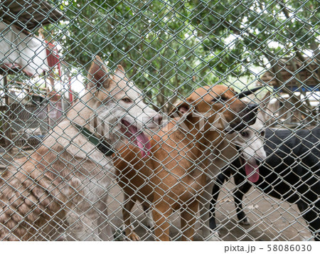 Stray dog behind cage in Foundation Stray dog behind cage in Foundation 58086030