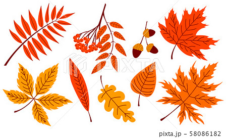 Set of colorful autumn leaves and berries. 58086182