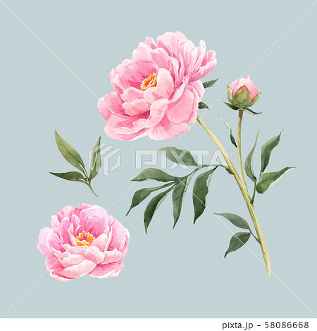 Watercolor peony flowers vector illustration - Stock Illustration  [58086668] - PIXTA