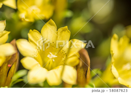 native species of yellow Gentiana flowers 58087623