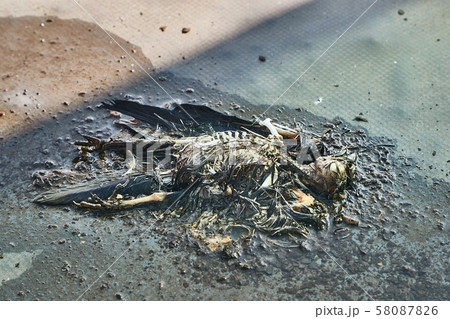 Dead bird body decomposing Dead bird body decomposing 58087826