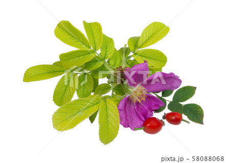 Rose blossom with green leaves and rose hips Rose blossom with green leaves and rose hips 58088068