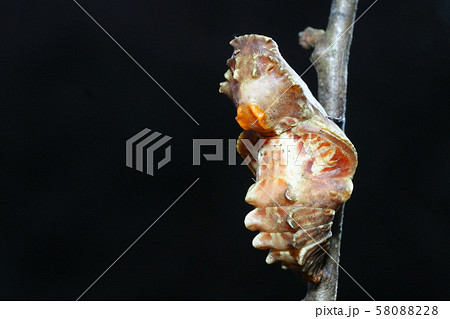 ジャコウアゲハの蛹 58088228