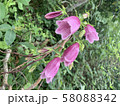 緑 芽 58088342