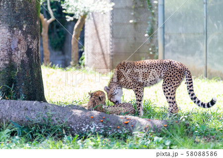 木陰のチーター 木陰のチーター 58088586