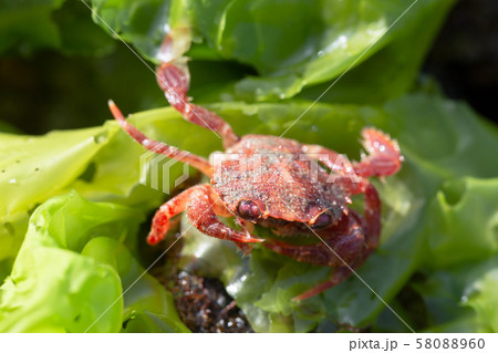 磯 カニの写真素材 磯 カニの写真素材