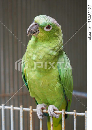 メジロムジボウシインコ 58089129