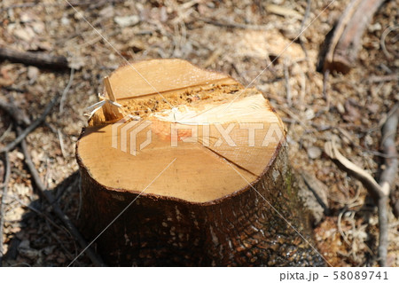 森林　伐採　 58089741