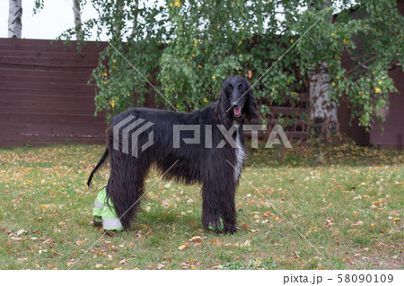 Cute afghan hound is looking at the camera. 58090109