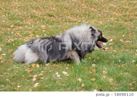 Cute deutscher wolfspitz lying on the green grass. 58090110