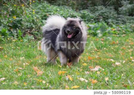 Cute deutscher wolfspitz is standing on the green 58090119