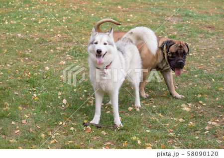Cute siberian husky and bullmastiff puppy. 58090120