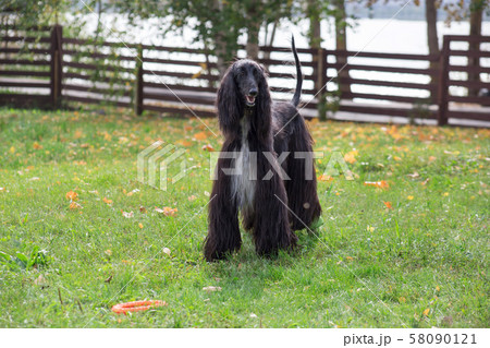 Cute afghan hound is standing on a green grass. 58090121