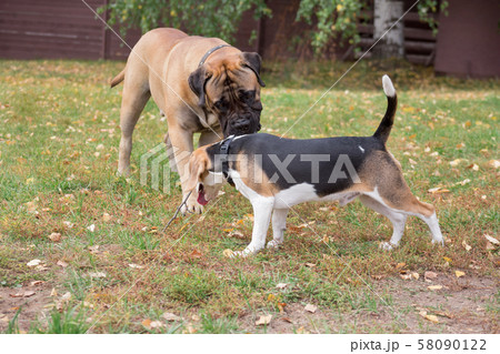 Cute beagle puppy and bullmastiff puppy. 58090122