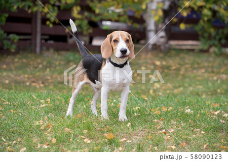 Cute beagle puppy is looking at the camera. 58090123