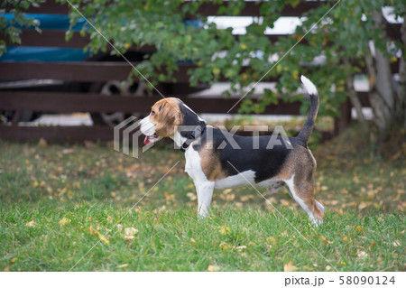 Cute beagle puppy is standing on the green grass. 58090124