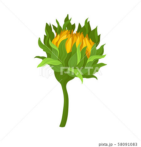 The Half Opened Flower Of Sunflower Vector Illustration 58091083