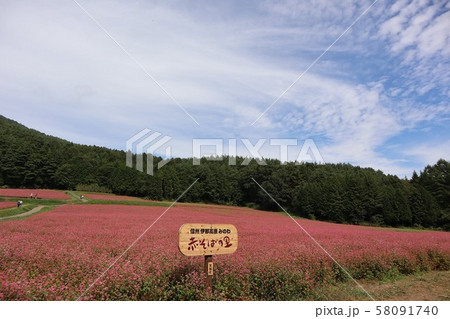 赤そばの花 赤そばの花 58091740