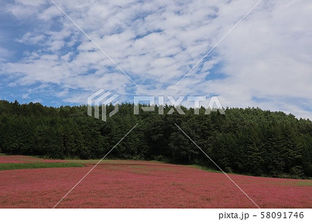 赤そばの花 赤そばの花 58091746
