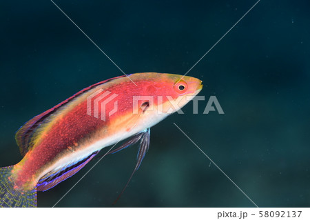 イトヒキベラの仲間 58092137