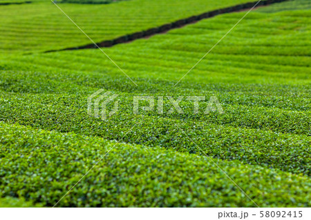 茶 新緑 綾鷹 名種 原産 有名 抹茶 緑茶 烏龍茶 茶 新緑 綾鷹 名種 原産 有名 抹茶 緑茶 烏龍茶 58092415