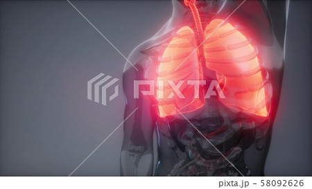 Human Lungs Radiology Exam 58092626