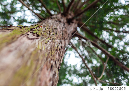 杉　樹木　林	 58092806