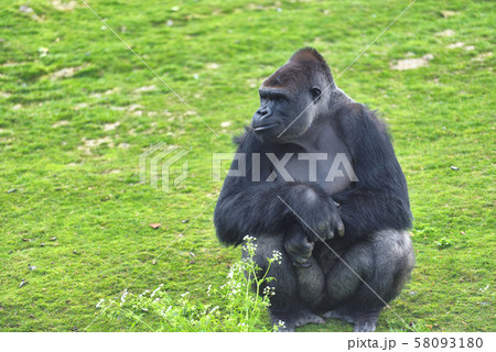 Adult gorilla in green grass 58093180