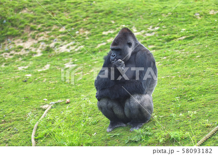 Adult gorilla in green grass 58093182