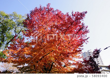 紅葉 58093400