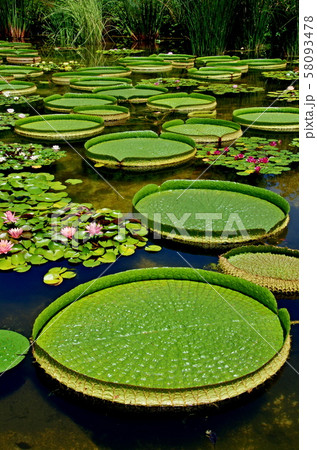 草津市立水生植物公園のオオオニバス 58093478