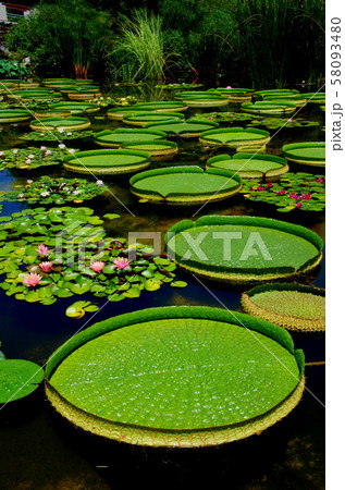 草津市立水生植物公園のオオオニバス 58093480
