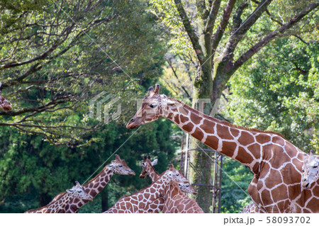 キリンの群れ 58093702