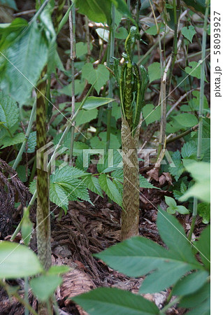 山独活 ヤマウド 食べごろです 山独活 ヤマウド 食べごろです 58093927