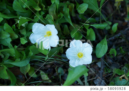 銀杏金花花語 順心 照片素材 圖片 圖庫