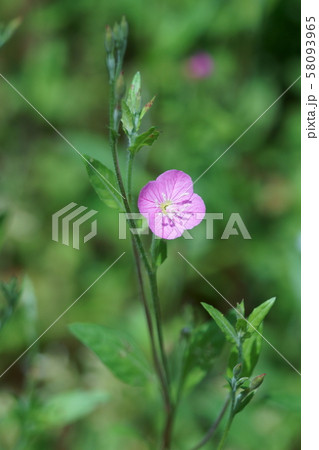 赤花夕化粧 ユウゲショウ 花言葉は「臆病」 赤花夕化粧 ユウゲショウ 花言葉は「臆病」 58093965