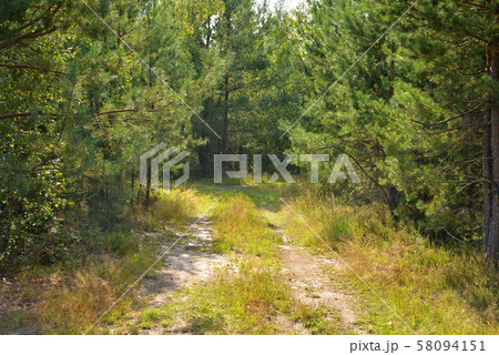 Pathway in pine forest. Pathway in pine forest. 58094151