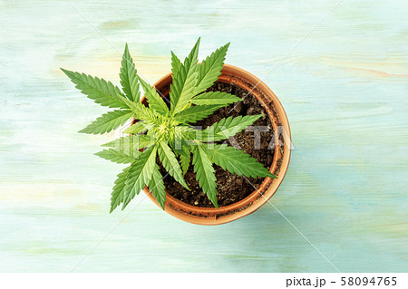 Growing cannabis. A female marijuana plant in a pot, shot from above on a teal blue background 58094765